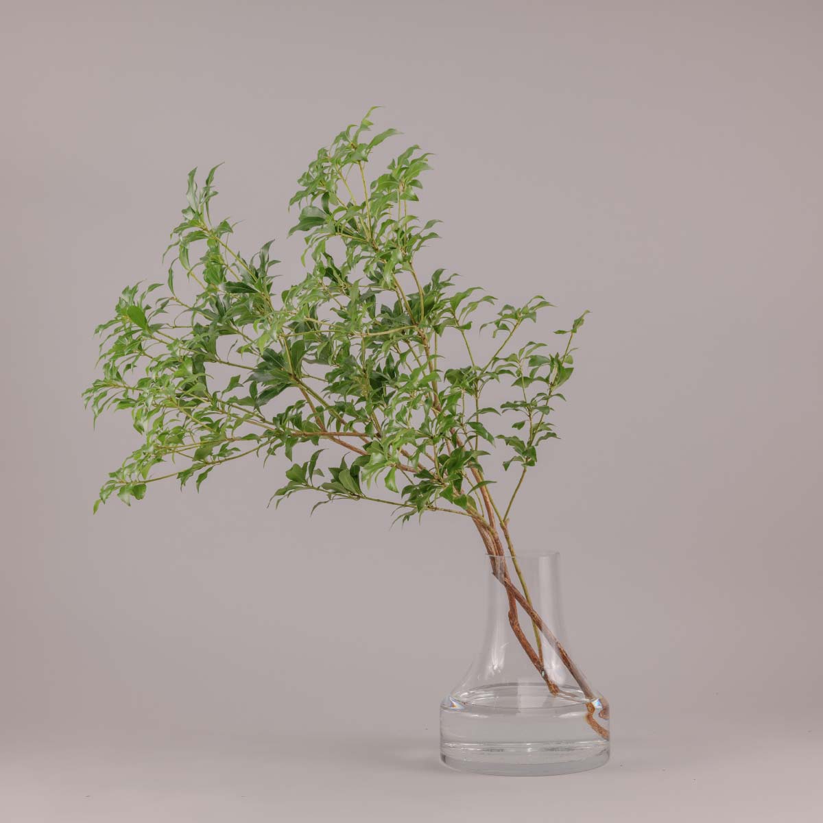 枝もの アセボ (生花)【オプション】