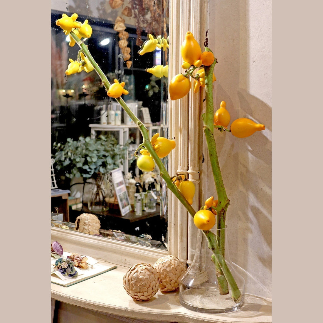 フォックスフェイス(カナリヤナス)のお手入れ方法