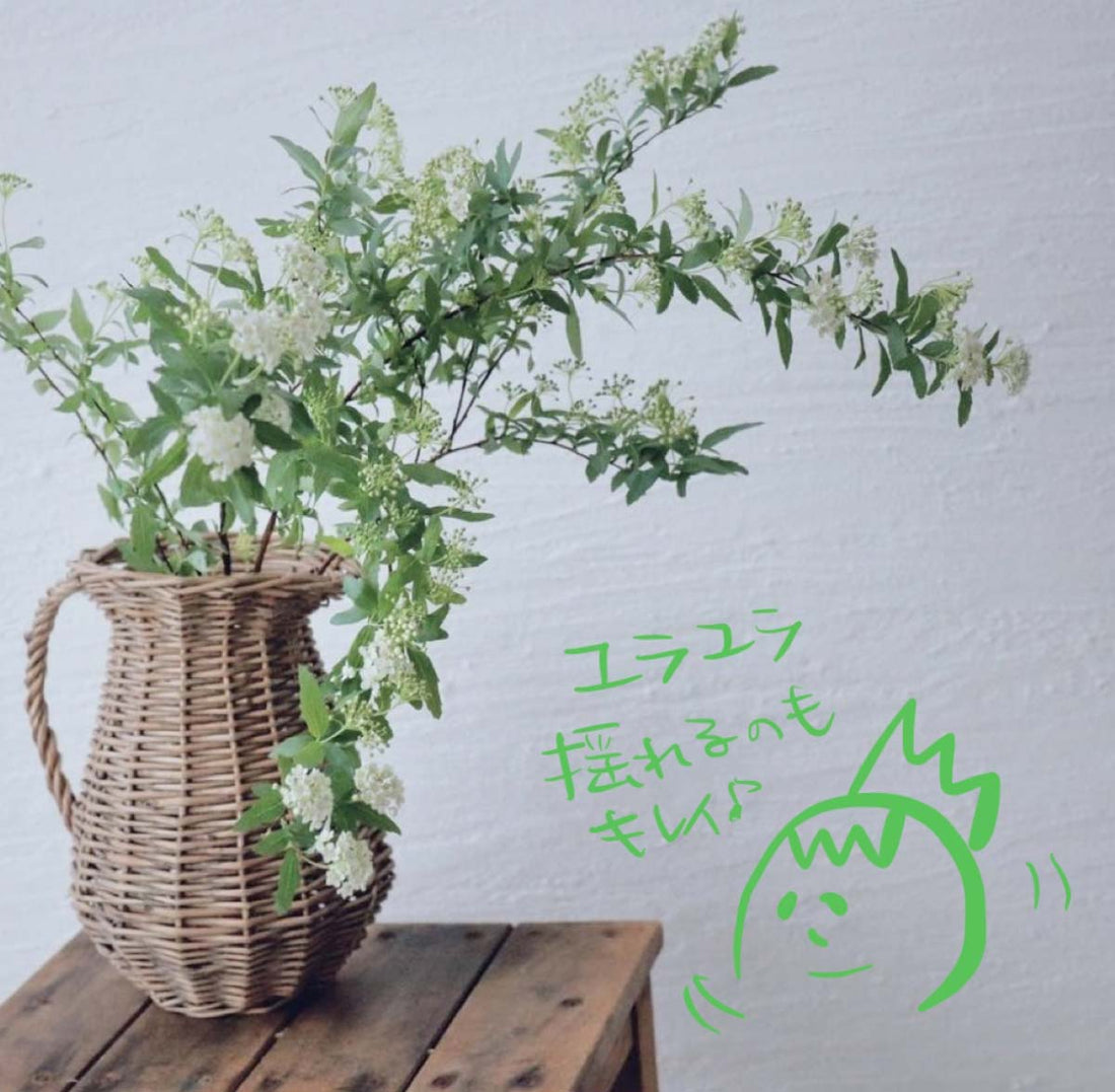 コデマリのお手入れ方法