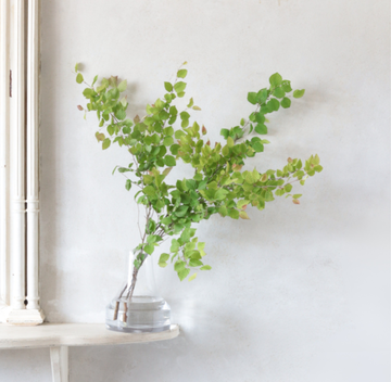 ヒメミズキのお手入れ方法